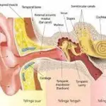 Google Image. Bagian Telinga dan Fungsinya dalam Proses Mendengar