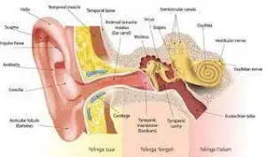 Google Image. Bagian Telinga dan Fungsinya dalam Proses Mendengar