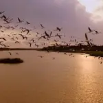 Google Image. Burung-burung Beterbangan