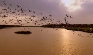 Google Image. Burung-burung Beterbangan