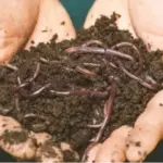 Google Image. Cacing Tanah dalam kehidupan