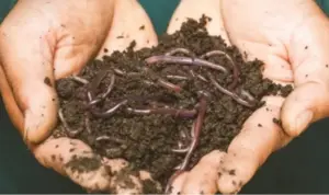 Google Image. Cacing Tanah dalam kehidupan