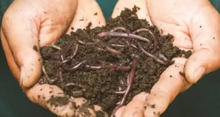 Google Image. Cacing Tanah dalam kehidupan