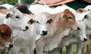Google Image. Qurban meruntuhkan sekat-sekat anatara si kaya dan si miskin