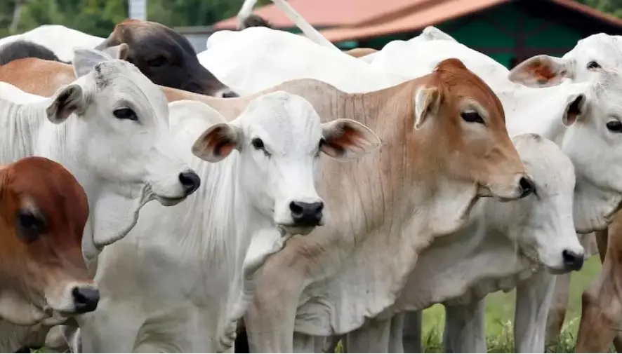 Google Image. Qurban meruntuhkan sekat-sekat anatara si kaya dan si miskin